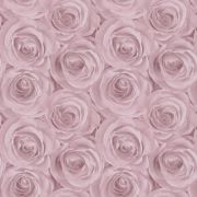 Метровые обои AS Creation Roses 37644-1 розовые розы 3D эффект