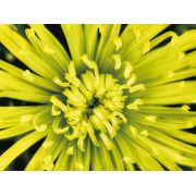 Фотообои бумажные AG FT0048 цветок астра 180x270 см