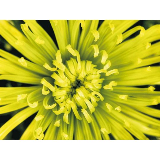 Фотообои бумажные AG FT0048 цветок астра 180x270 см