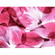 Фотообои бумажные AG FT0051 розовые лепестки  360 х 270 см