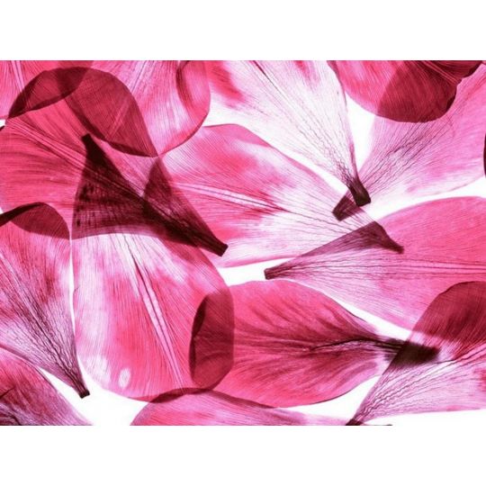 Фотошпалери паперові AG FT0051 рожеві пелюстки 360 х 270 см