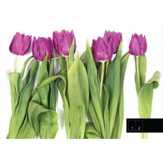 Фотообои бумажные AG FT0066 фиолетовые тюльпаны 180x270 см