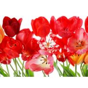 Фотообои бумажные AG FT0067 красные тюльпаны 360 х 270 см