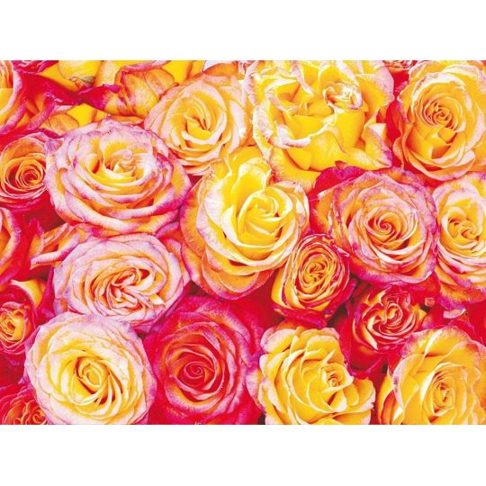 Фотообои бумажные AG FT0069 яркие розы 360 х 270 см